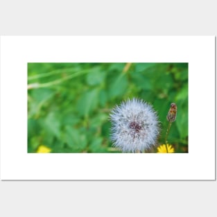 summer picture - dandelion fluff - blowball Posters and Art